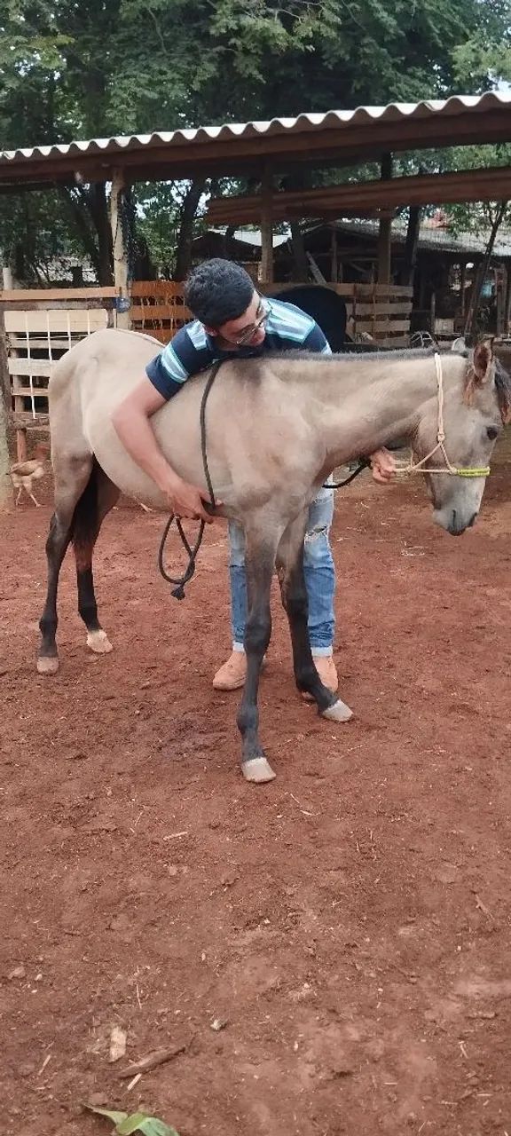 Potro mangalarga Machador macha picada disponível 