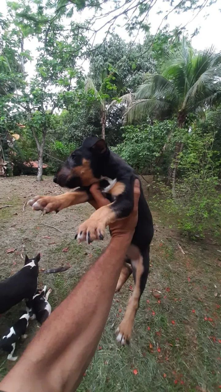 Bull Terrier inglês  - Foto 2