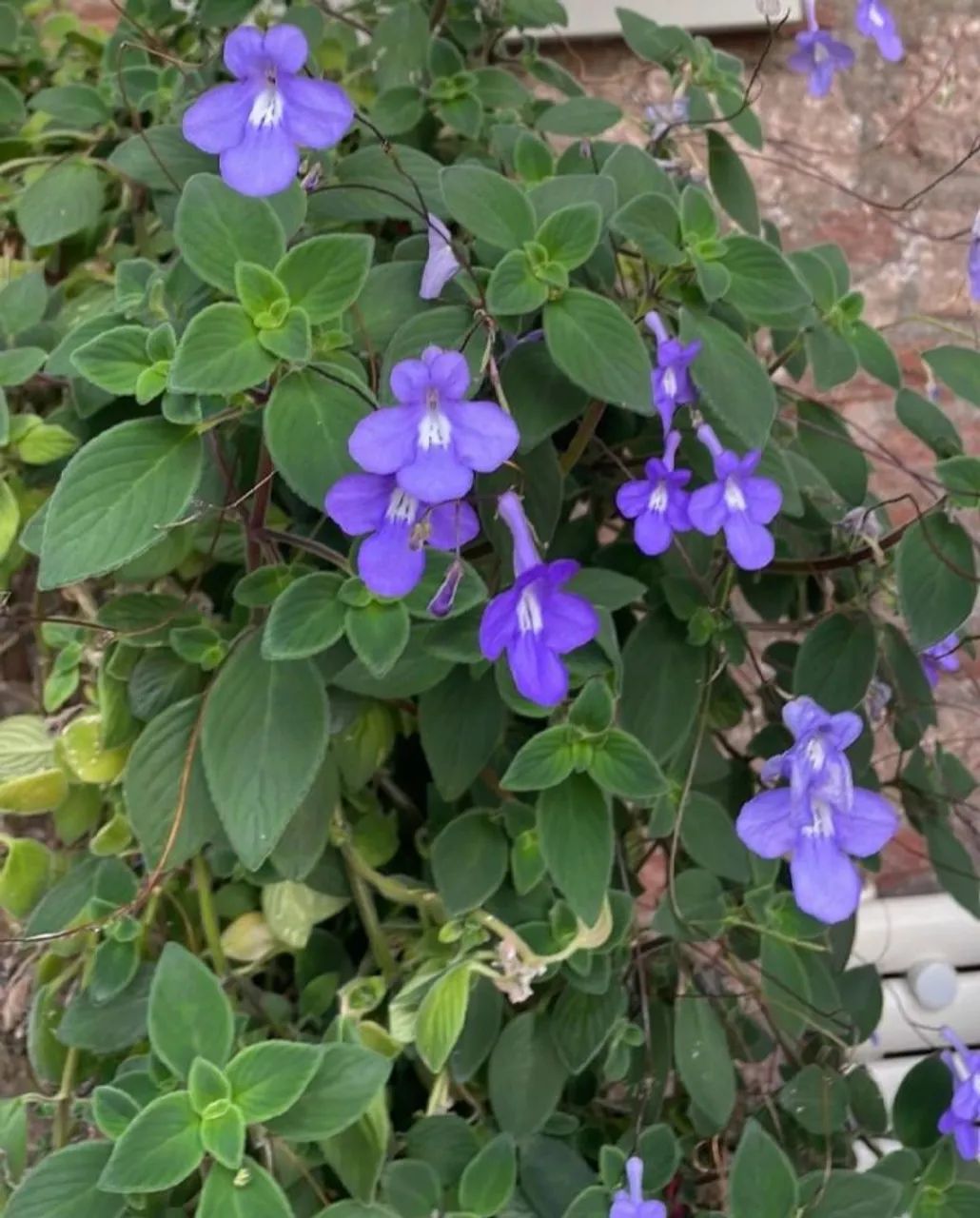 Mudas Violeta Africana azul  