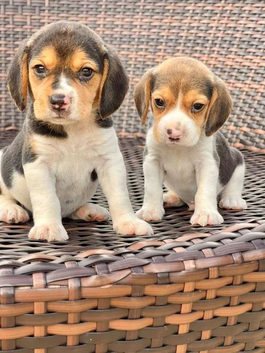  filhotes Beagle