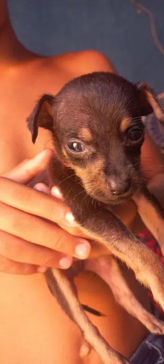 Filhote de Pinscher 02