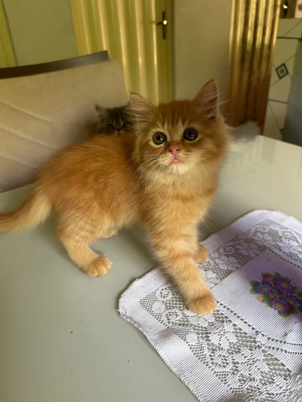 Lindos filhotes de gato persa 