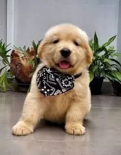 Golden Retriever Filhote