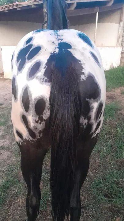 Apaloosa - Foto 5