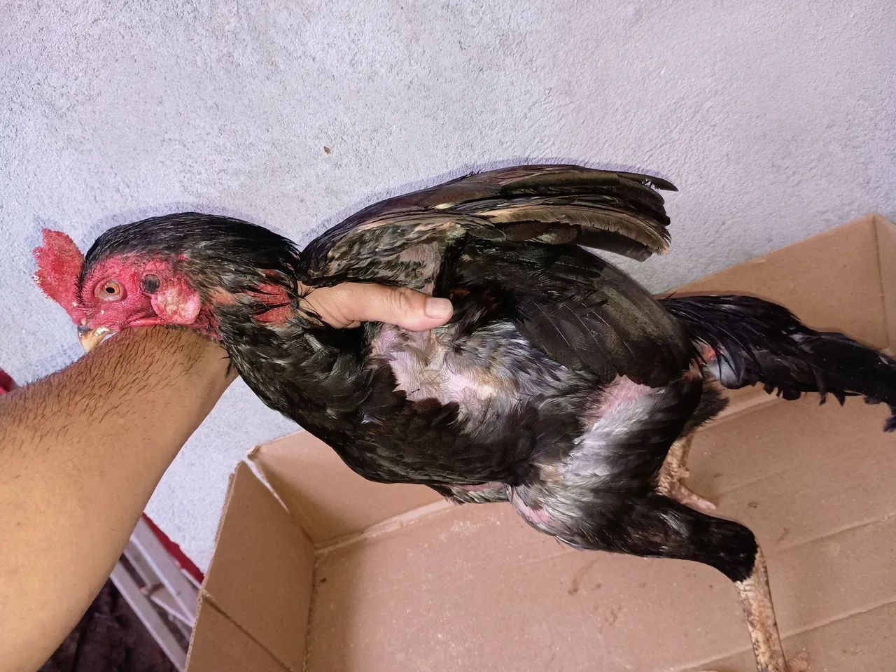 Franguinhos mestiços  - Foto 3