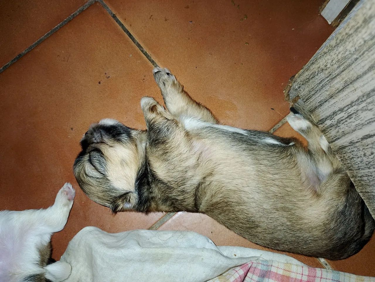 Shitzu 100% puro - Foto 3