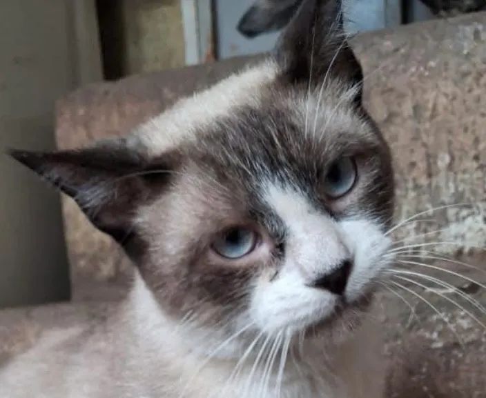 Lindo gato para adoção responsável 