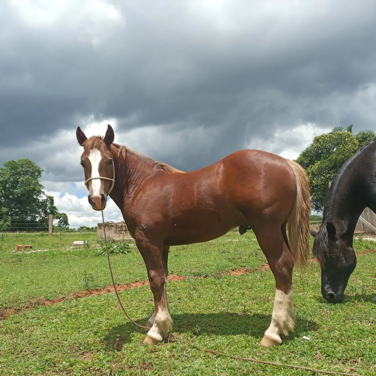 Potro Bretão! - Foto 6