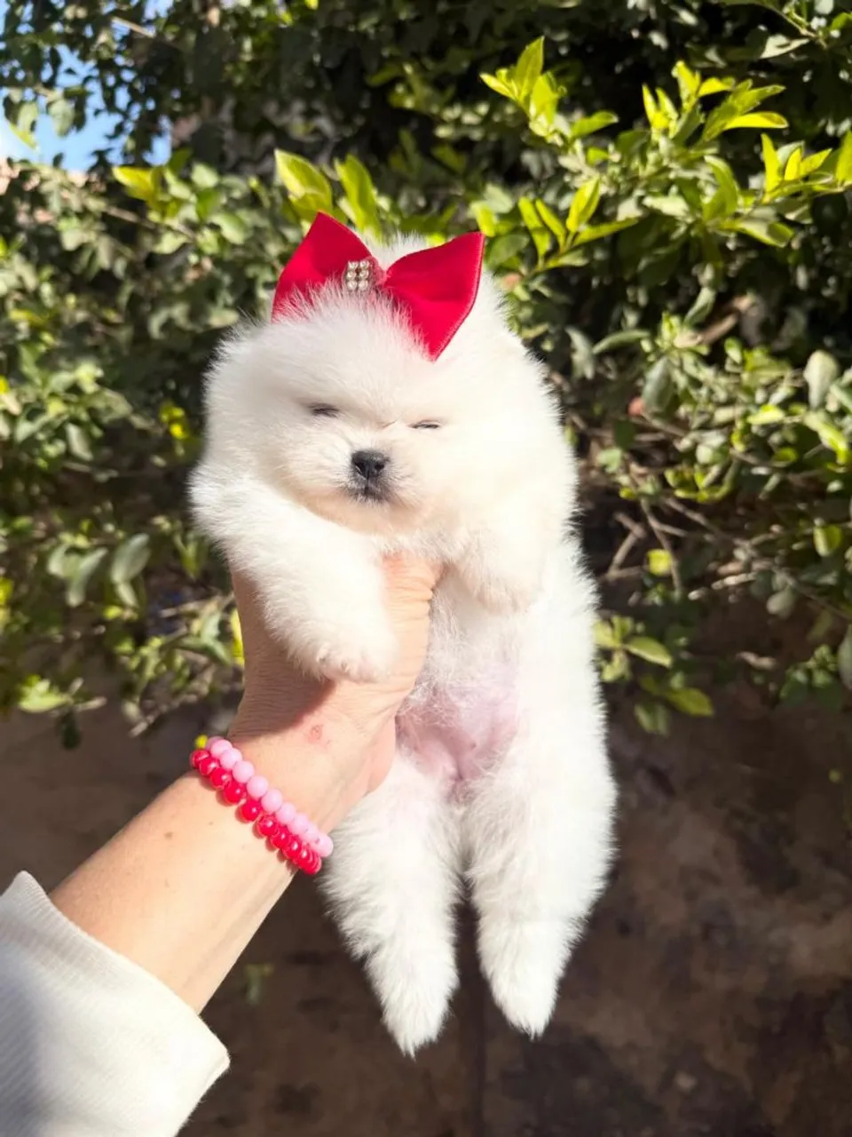 Lulu da pomerania