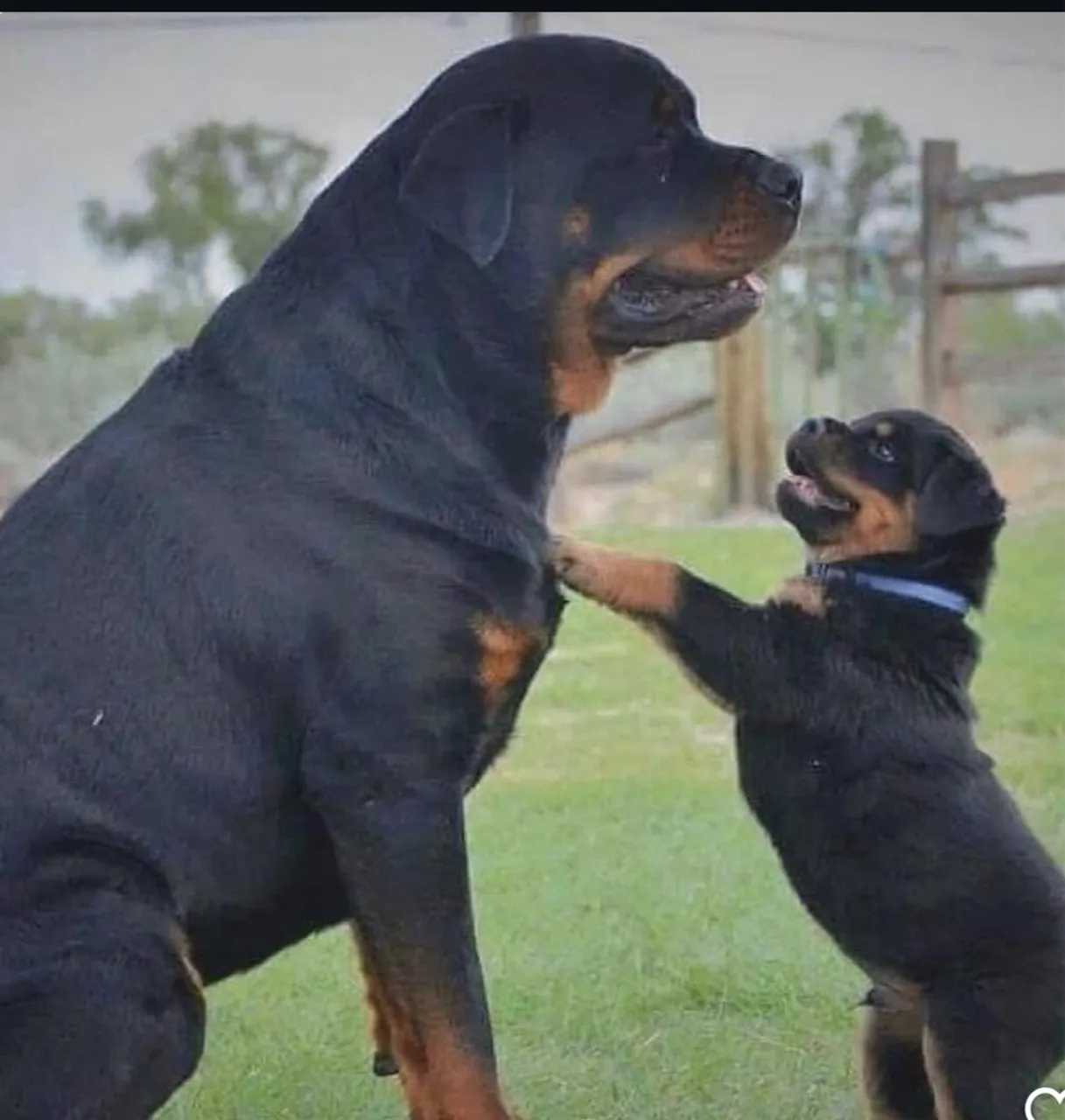 Filhotes de Rottweiler Disponíveis - Lindos, Fortes e Saudáveis!
