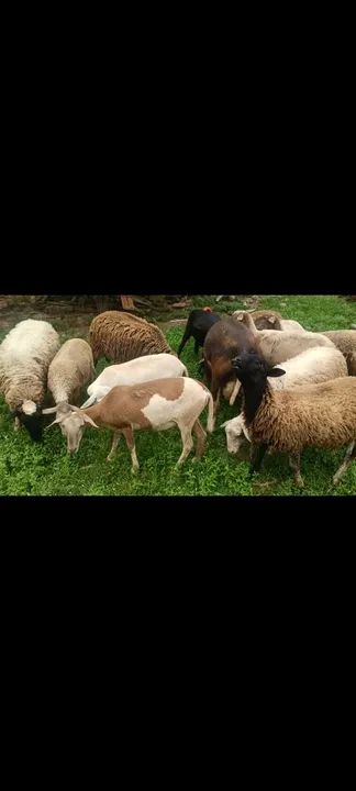 Vendo carneiro vivo 
