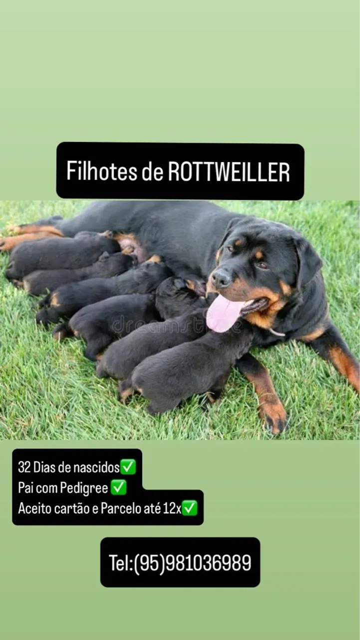 FILHOTE DE ROTTWEILLER (PUROS/PAI COM PEDIGREE)