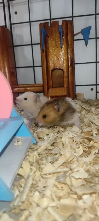 Criatório Roedores e Cia (hamster sírio e sírio angorá) - Foto 5