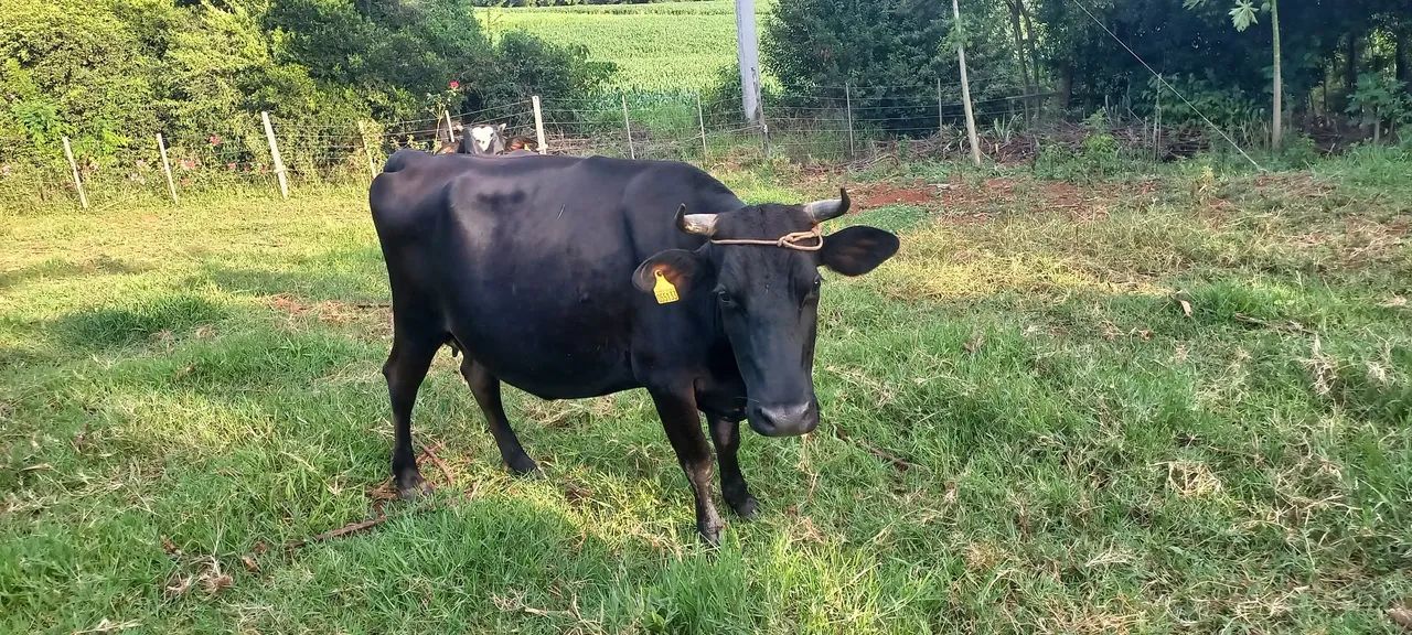 Vacas com cria REDFORT