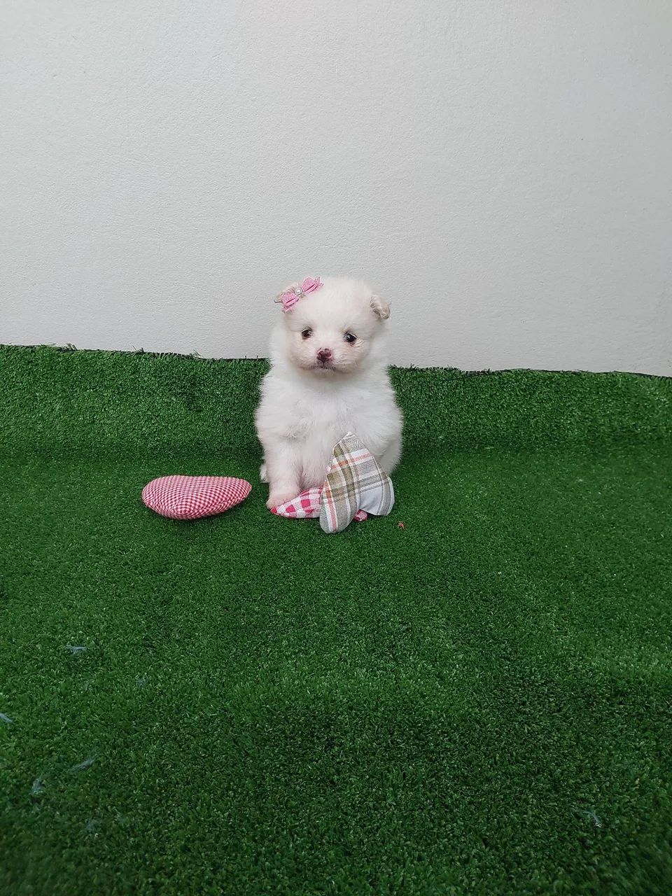 Filhotes de Spitz Alemão anão  - Foto 3