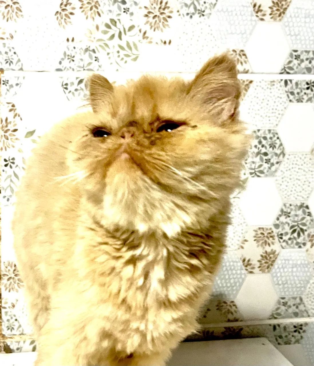 Gatinha Persa  - Foto 5