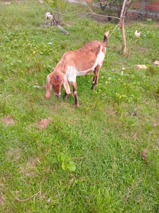Cabra de leite - Foto 3