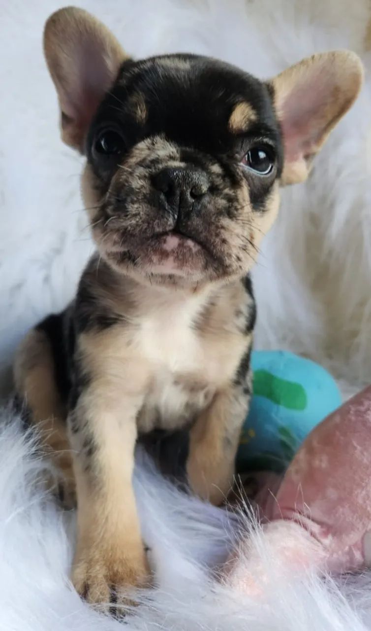 Buldogue Francês / Bulldog Francês - Foto 2