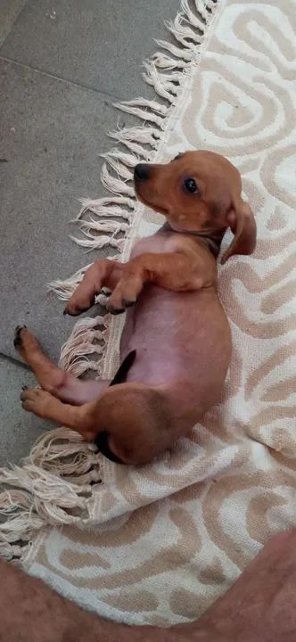 Filhote de Dachshund 