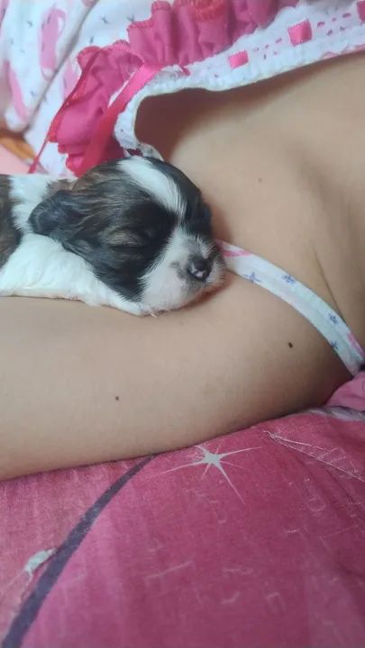 Filhote Shih Tzu - Foto 2