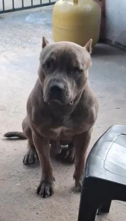 Filhote de pit monster  5 mês já vacinado com pedigree  - Foto 2