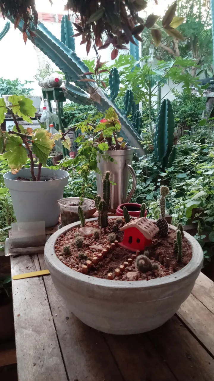 Mini Jardim de Cactos Decorativo