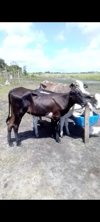 Novilha a venda 2300$ tem conversa