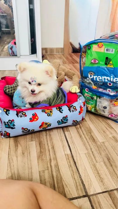 Filhote de Spitz Alemão - Foto 5