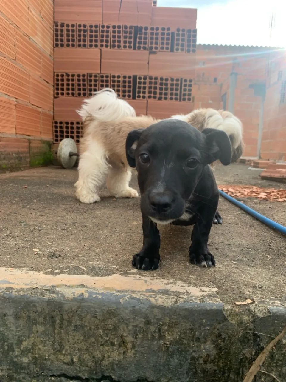 Cachorrinho pretinho para doação  - Foto 3