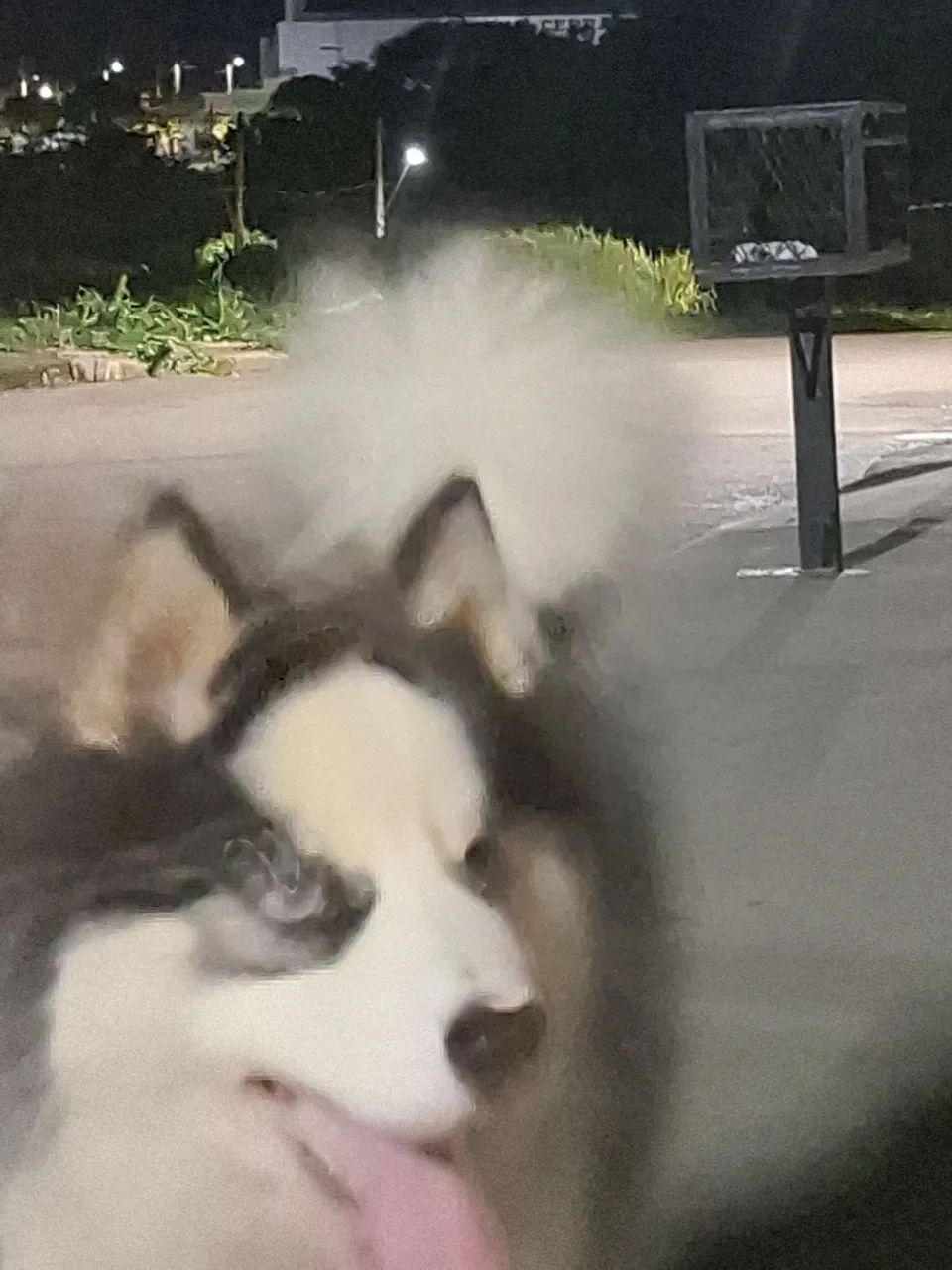 Vendo husky siberiano macho  - Foto 3