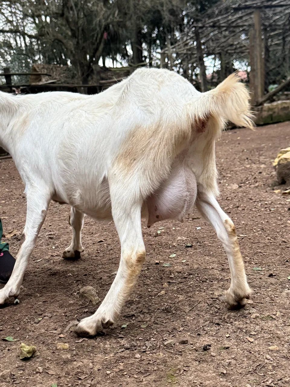 Cabras De Leite Prenha e bodes