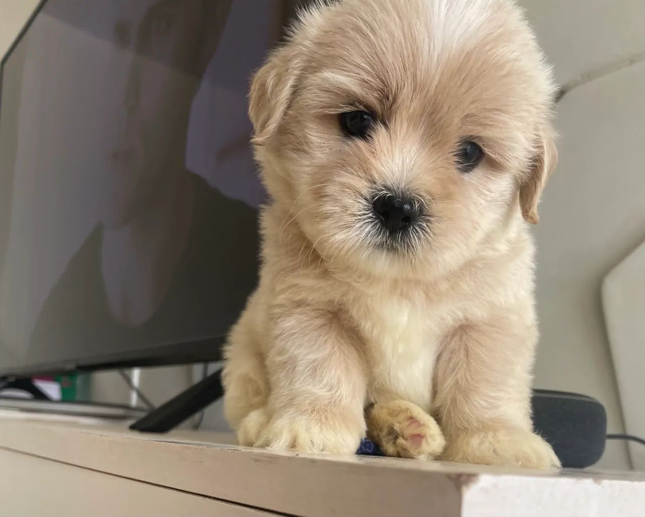 Poodle com shihtzu macho - Foto 2
