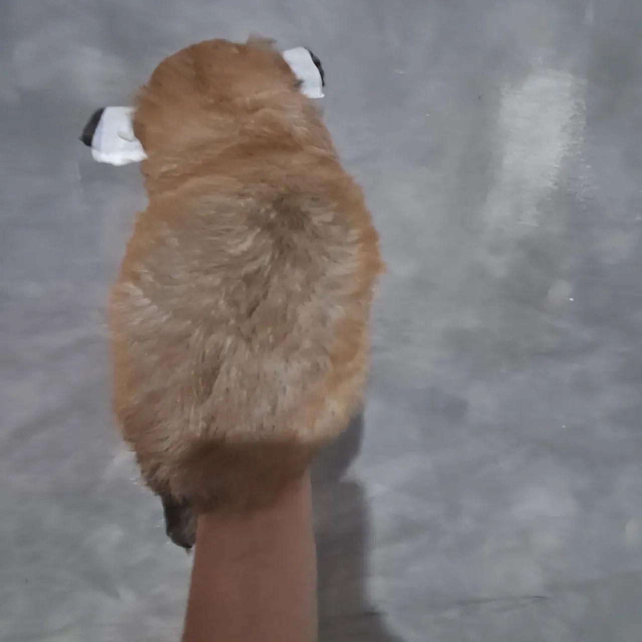 Chihuahua macho, pelo longo - Foto 2