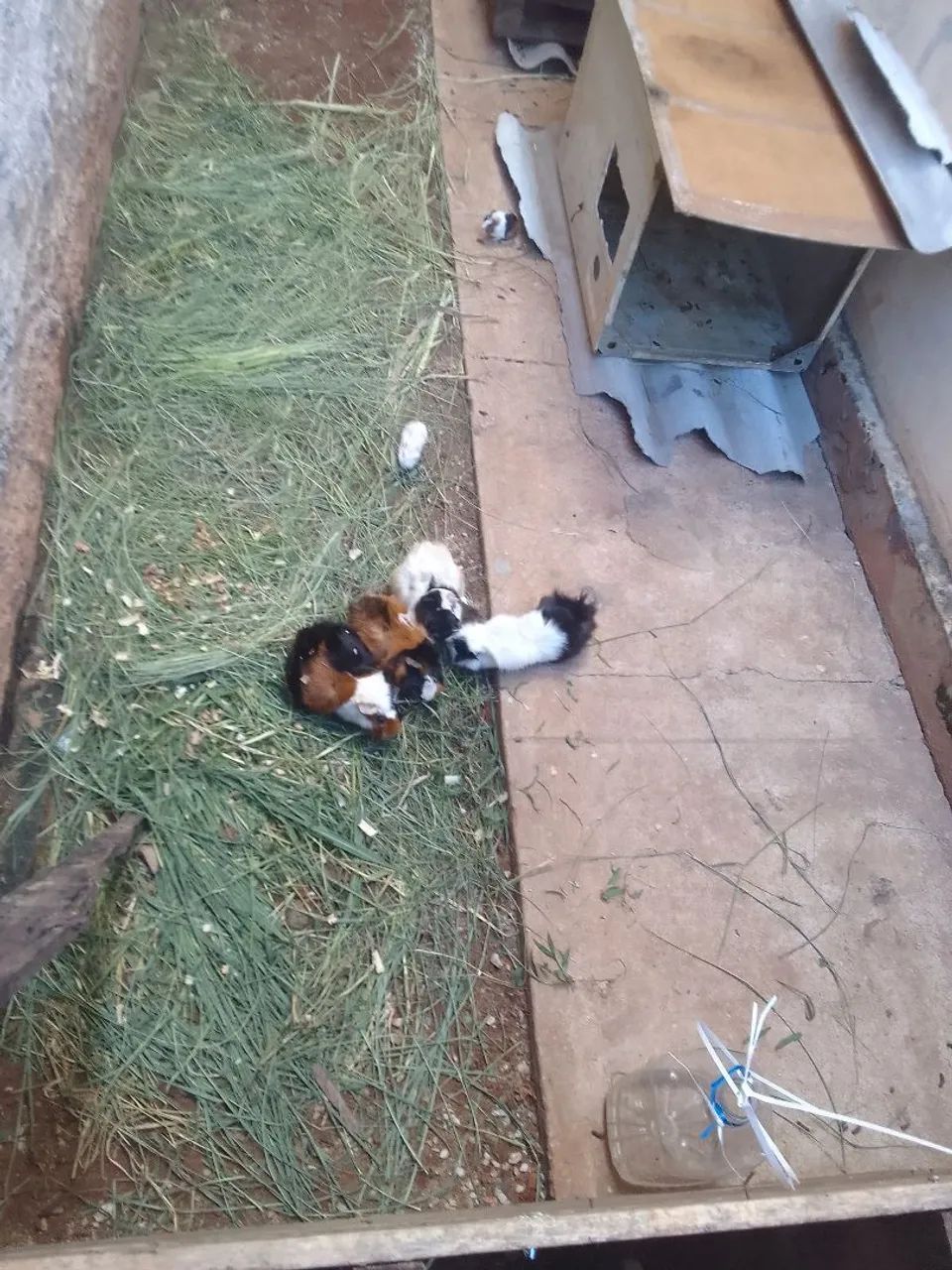 Porquinho da Índia  65 - Foto 4