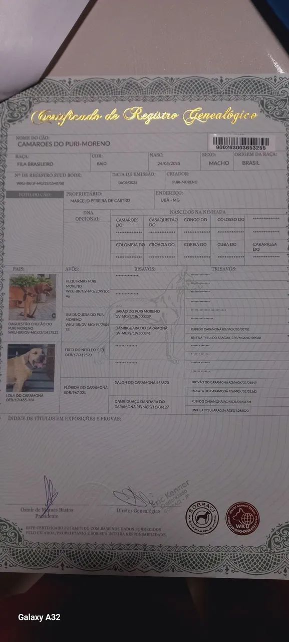 Fila Brasileiro