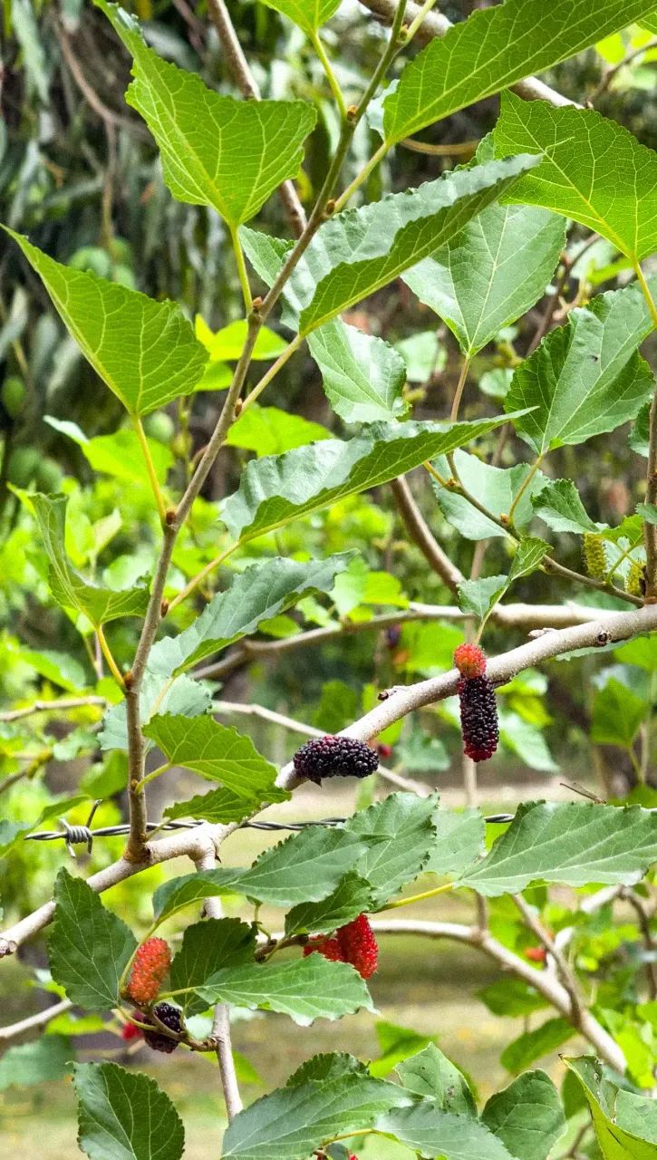 Áreas à venda, CENTRO, Itaporanga d'Ajuda, SE - Foto 2