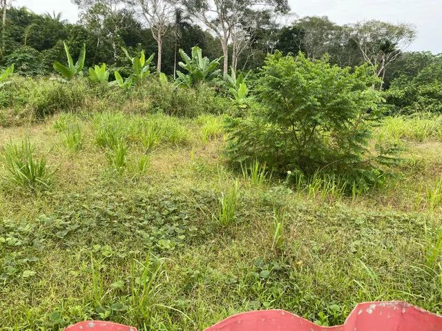 Terreno no Tarumã com 92 mil m2 - Foto 2