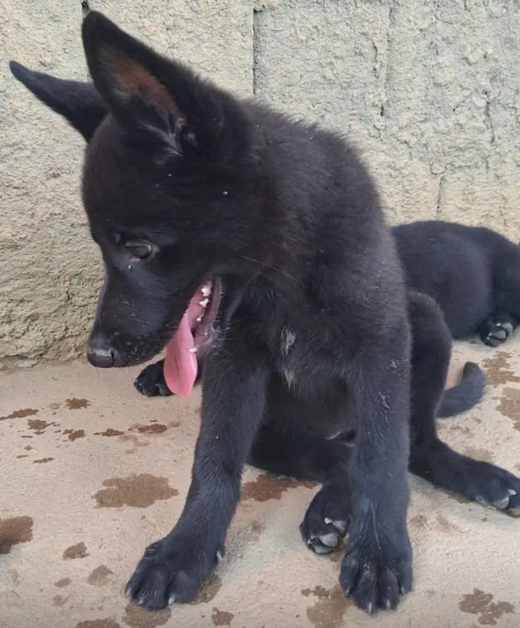 Pastor Belga e Malinoar - Foto 4