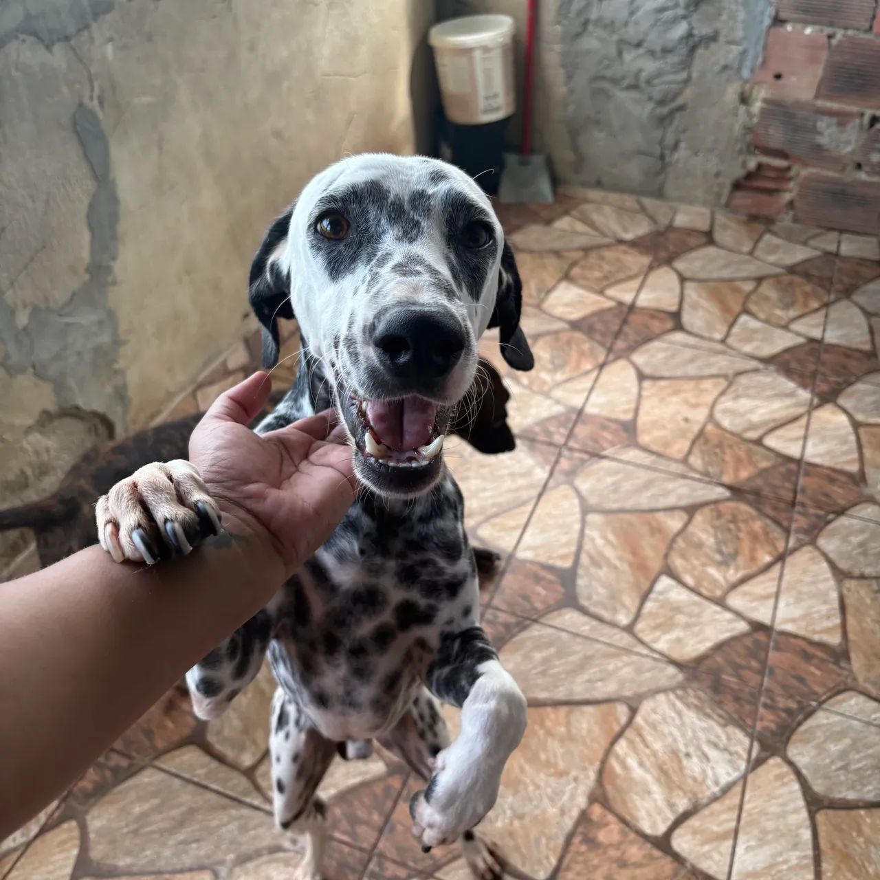 Cachorro