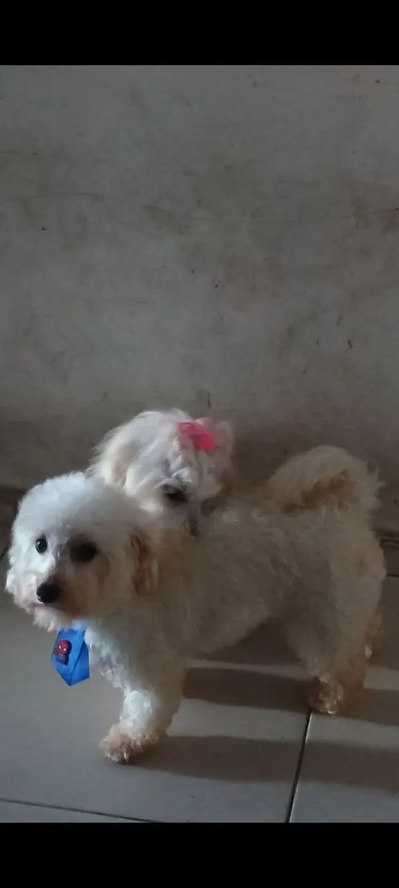 Vendo poodle macho toy - Foto 3