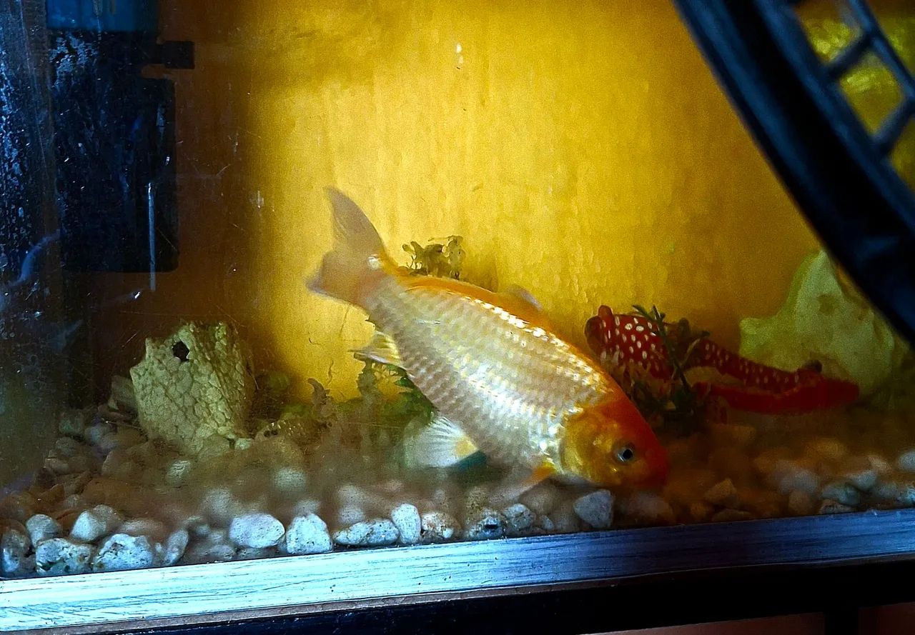 Carpa dourada 22 centímetros 