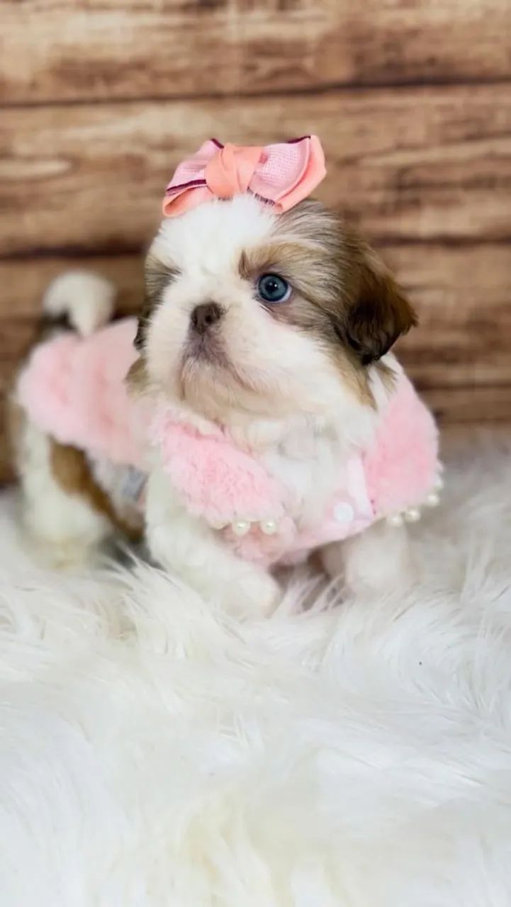 SHIHTZU mini e micro  - Foto 2