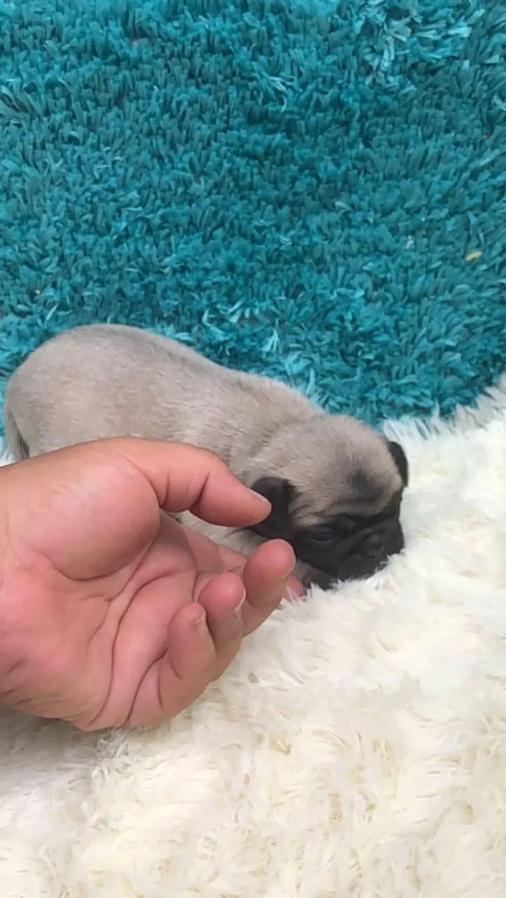 Filhote de Pug - Foto 2