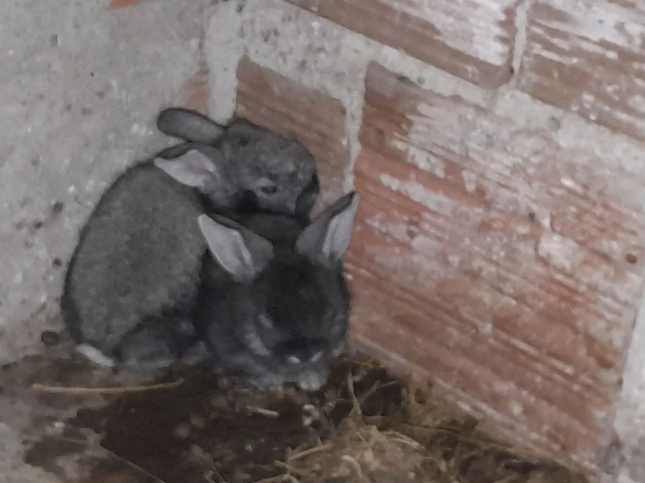 Coelhos  - Foto 4