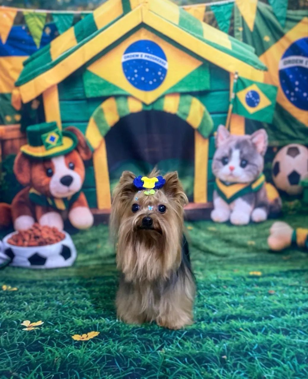 Fêmeas  de yorkshire mini - Foto 5