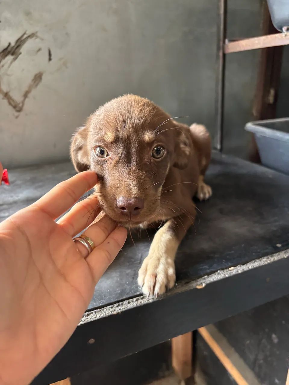 Doação de cachorro macho  - Foto 3