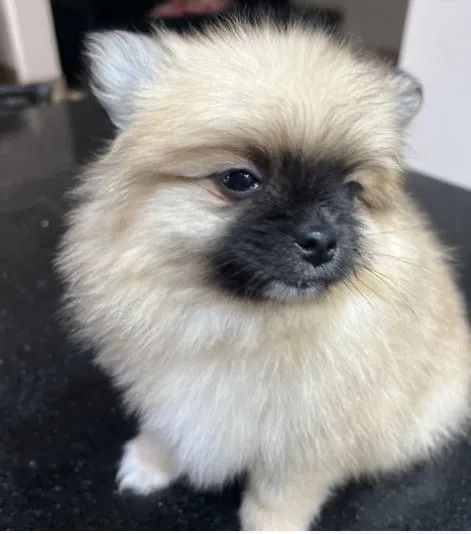 Lulu-da-pomerânia - Foto 5