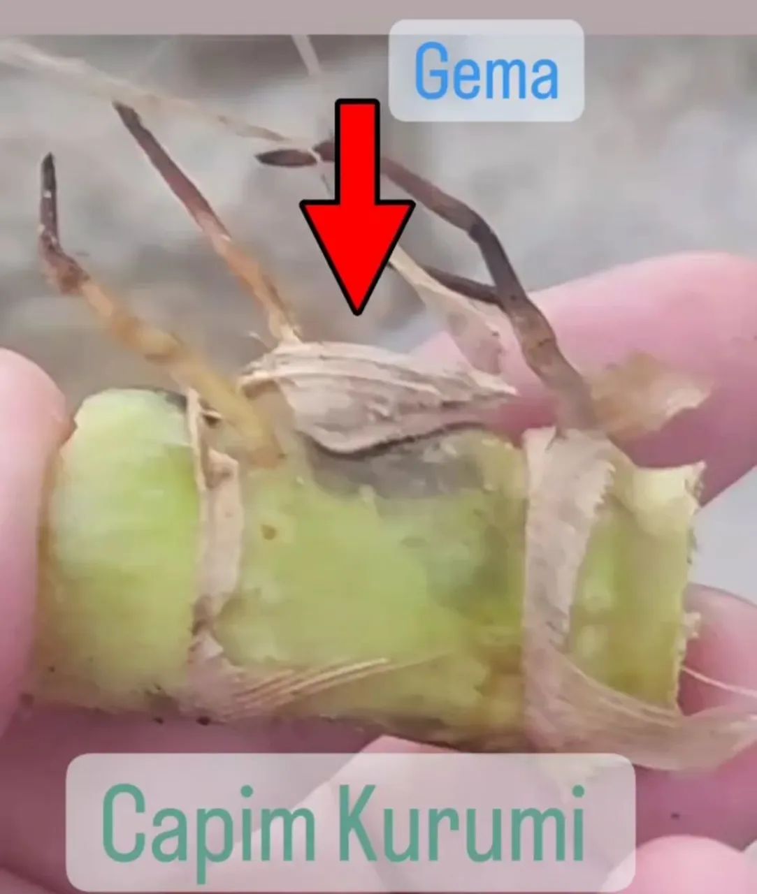 Capim kurumi e Capiaçu 