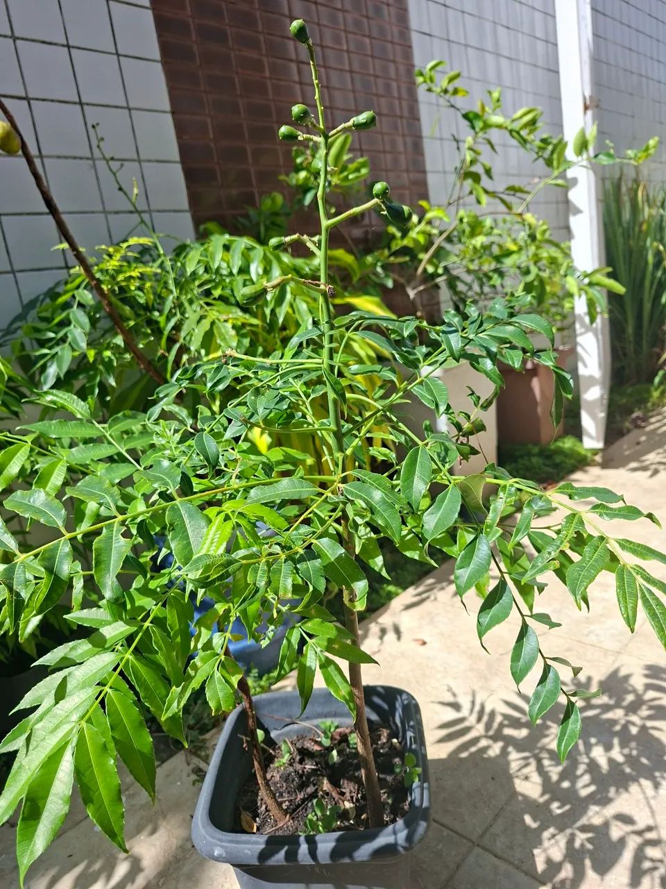 Mudas de Cajarana Mirim - Foto 2