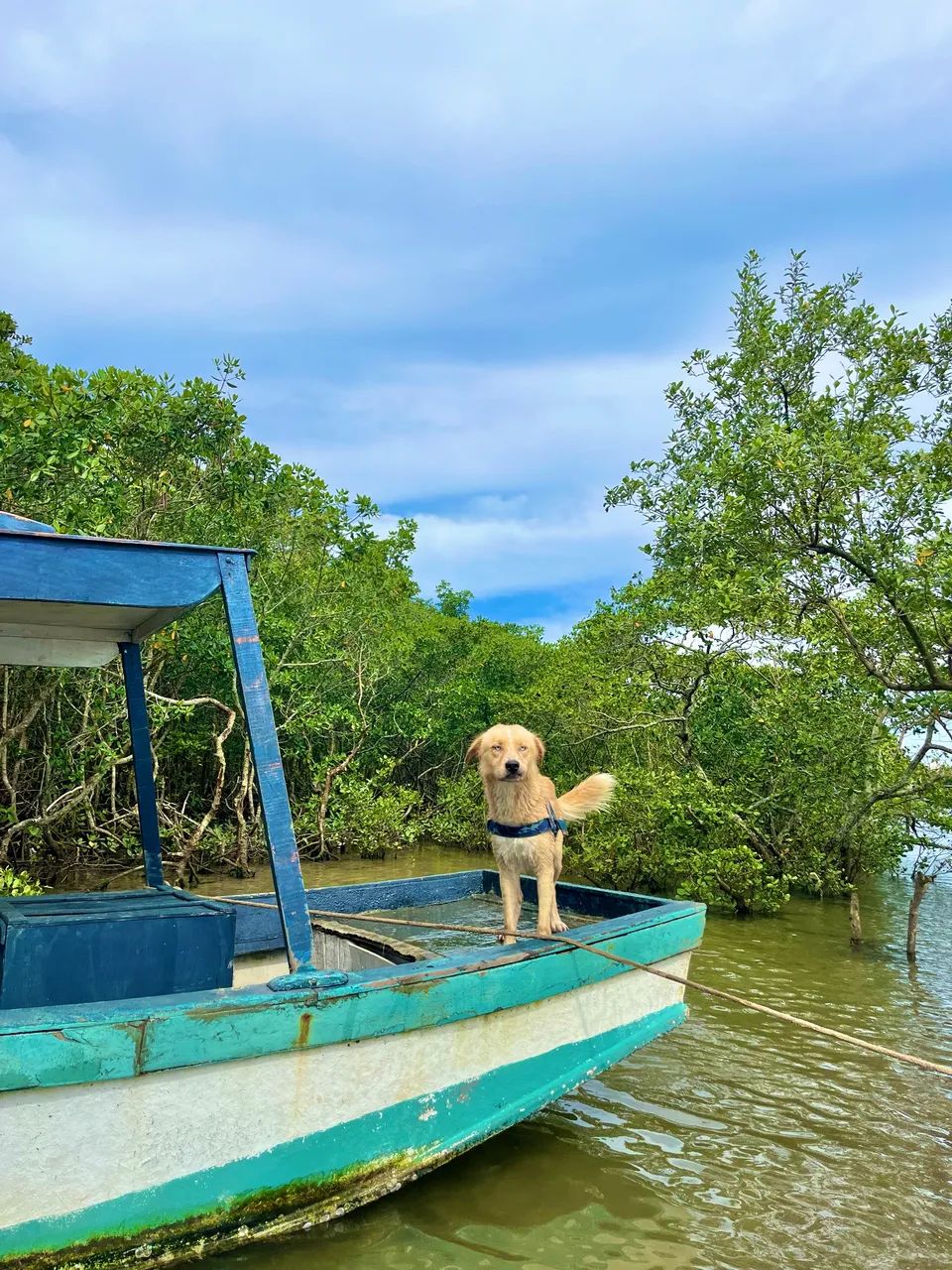 DOAÇÃO DE CACHORRO - Foto 3